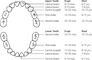 TOOTH CHART, PEADS TOOTH, DENTAL PEDIATRIC